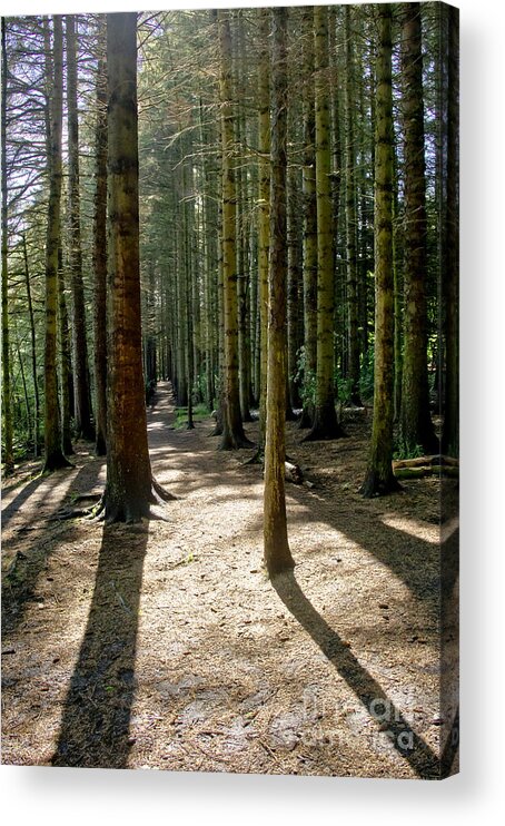 Beecraigs Acrylic Print featuring the photograph Path through the woods. by Elena Perelman