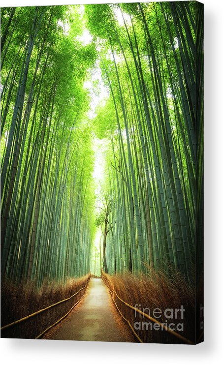 Bamboo Acrylic Print featuring the photograph Pathway through the bamboo grove Kyoto by Jane Rix