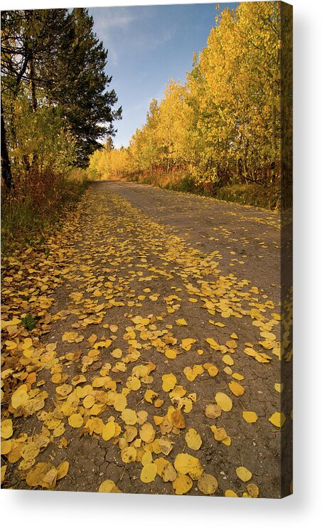 Grand Teton Acrylic Print featuring the photograph Paved in Gold by Steve Stuller