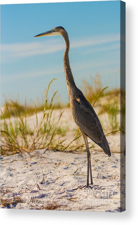 This Beautiful Bird Acrylic Print featuring the photograph Peace on the Beach by Metaphor Photo