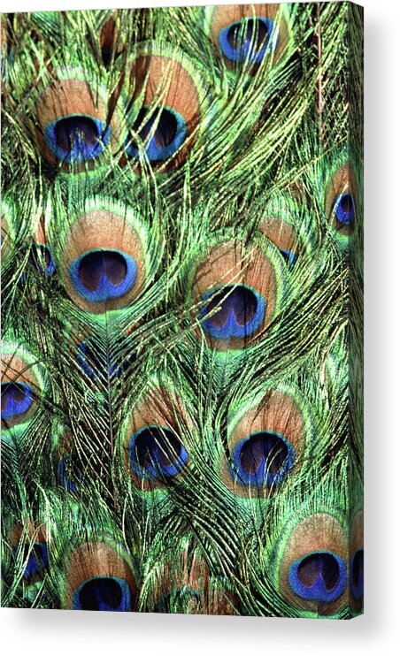 Vertical Acrylic Print featuring the photograph Peacock Feathers by John Foxx