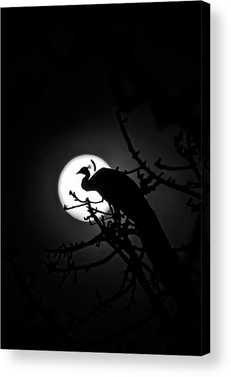 Peacock Acrylic Print featuring the photograph Peacock roosting against full moon. by Ramabhadran Thirupattur