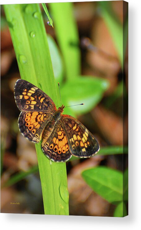 Butterfly Acrylic Print featuring the photograph Pearl Crescent Butterfly by Christina Rollo
