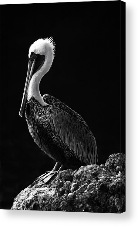 Oregon Acrylic Print featuring the photograph Pelican Black and White by Mark Kiver