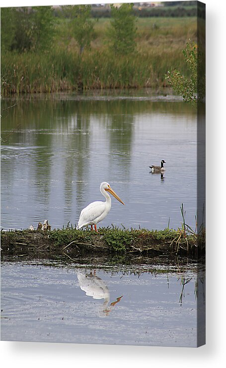 Bird Acrylic Print featuring the photograph Pelican Reflection by Alyce Taylor