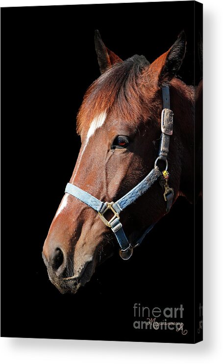 Fauna Acrylic Print featuring the photograph Pensive Portrait by Mariarosa Rockefeller
