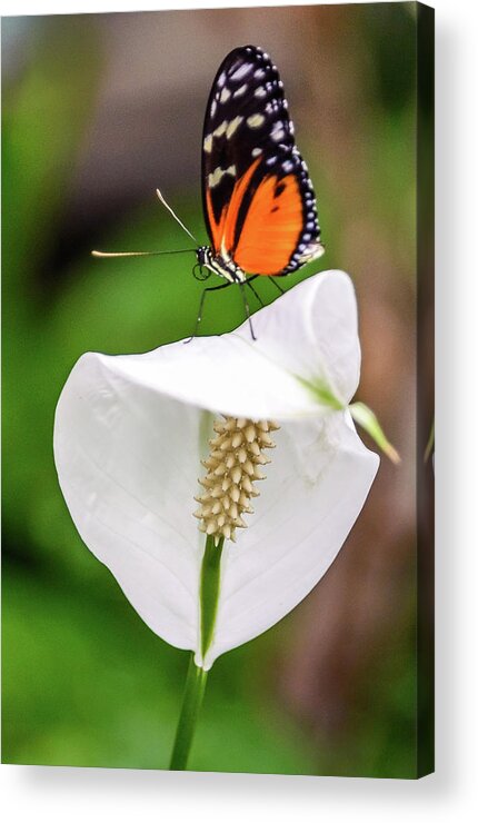 Butterfly Acrylic Print featuring the photograph Perching Butterfly by Jerry Cahill
