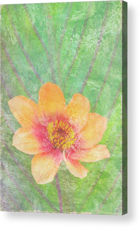 Butterfly Acrylic Print featuring the painting Perfect Peach by JQ Licensing