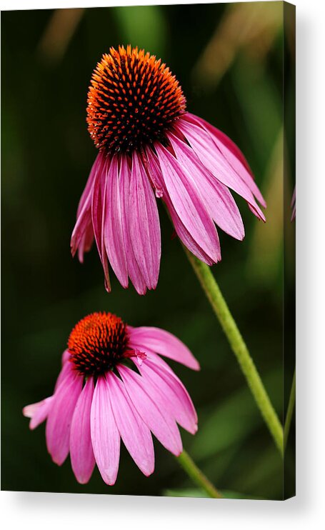 Echinacea Acrylic Print featuring the photograph Petals And Quills by Debbie Oppermann