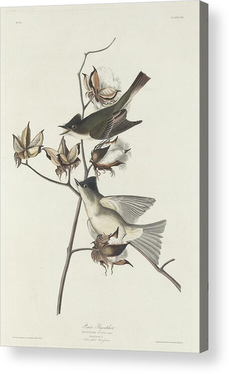 Audubon Acrylic Print featuring the drawing Pewit Flycatcher by Dreyer Wildlife Print Collections 