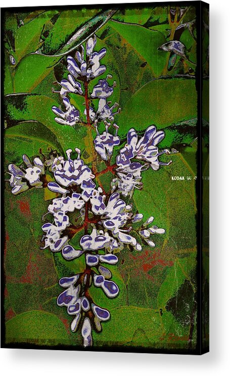 Flower Acrylic Print featuring the photograph Photos In An Attic III by Leslie Revels