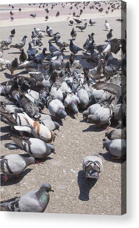 Vadim Goodwill Acrylic Print featuring the photograph Pigeons are eating forage by Vadim Goodwill