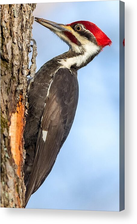 Pileated Woodpecker Acrylic Print featuring the photograph Pileated Woodpecker Portrait by Bill Wakeley