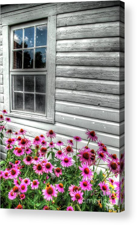 Daisies Acrylic Print featuring the photograph Pink Daisies by Randy Pollard
