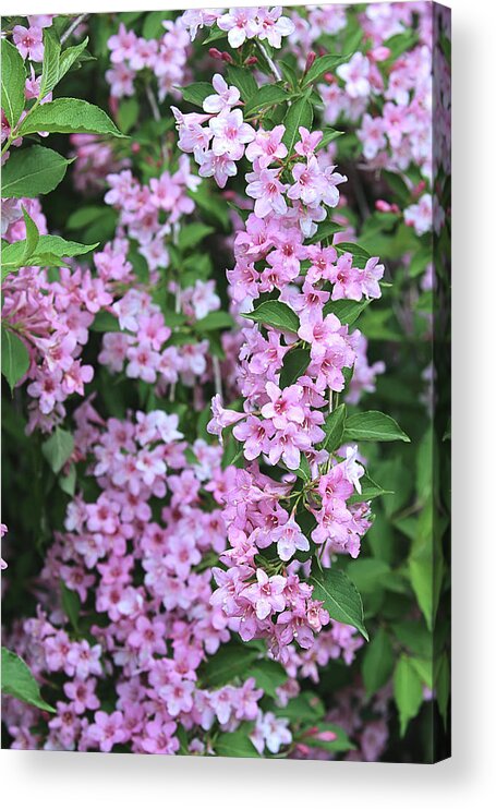 Flower Acrylic Print featuring the photograph Pink Floral Waterfall by Theresa Campbell