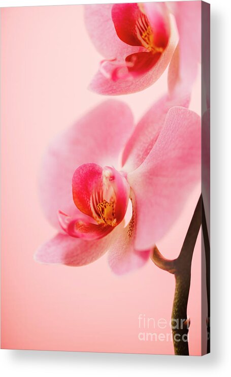 Orchid Acrylic Print featuring the photograph Pink Orchid Closeup by Jelena Jovanovic