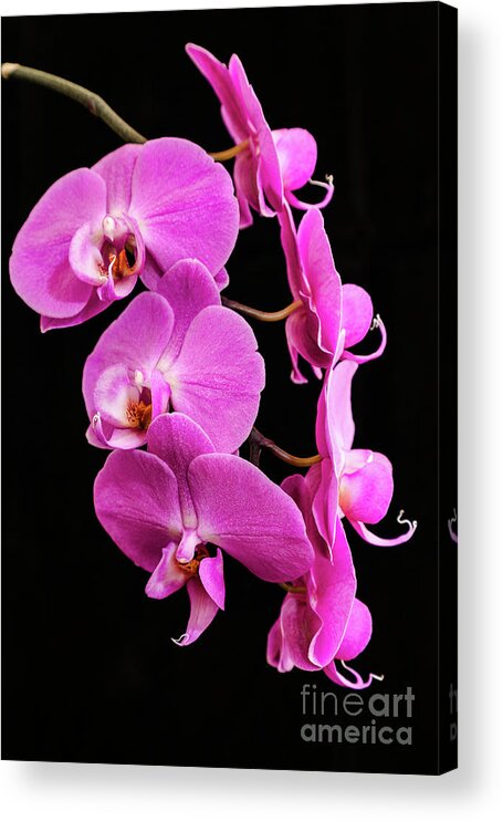 Pink Orchid Acrylic Print featuring the photograph Pink Orchid with Black background by Andy Myatt