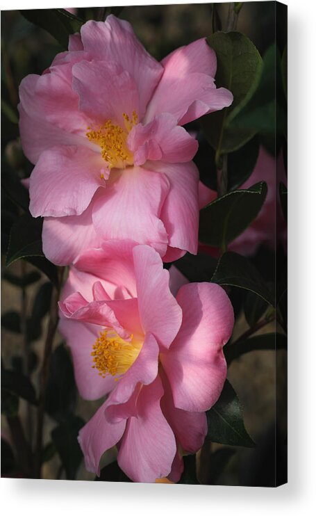 Flowers Acrylic Print featuring the photograph Pink Parfait by Tammy Pool