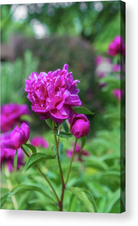 Peony Acrylic Print featuring the photograph Pink Peony by Pamela Williams