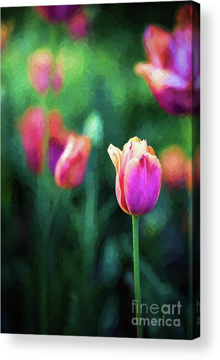 Single Tulip Acrylic Print featuring the photograph Pink Petals by Sharon McConnell