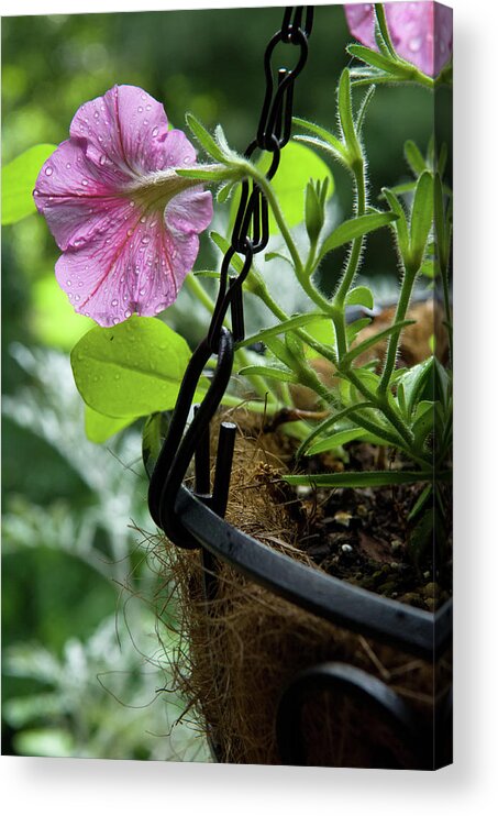 Balcony Garden Acrylic Print featuring the photograph Pink Petunia and Hanging Basket, Hunter Hill, Hagerstown, Maryla by James Oppenheim