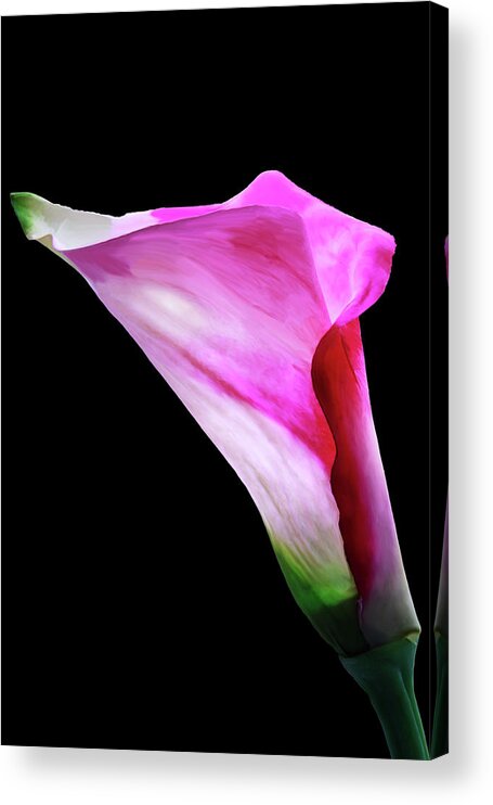 Flower Acrylic Print featuring the photograph Pink Pitcher by Mike Stephens