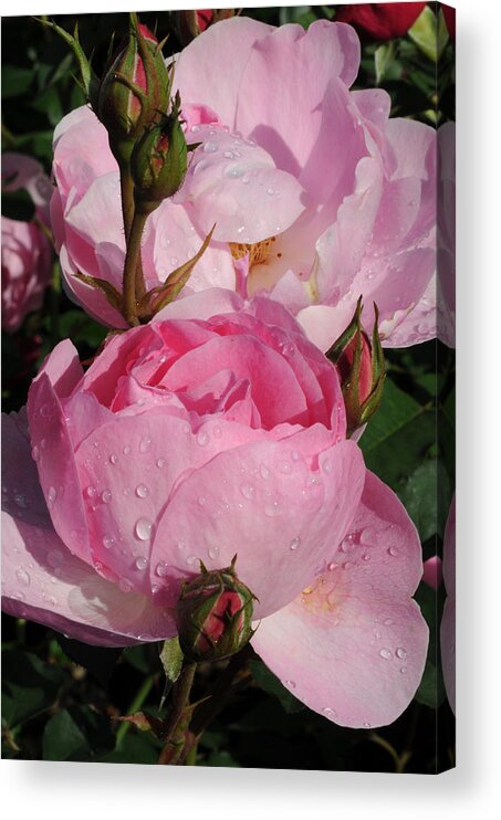 Floral Photography Acrylic Print featuring the photograph Pink Rose series 1 by Haleh Mahbod