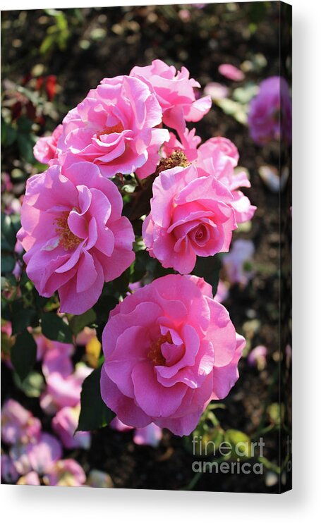 Pink Roses Acrylic Print featuring the photograph Pink Roses in Sunlight by Carol Groenen