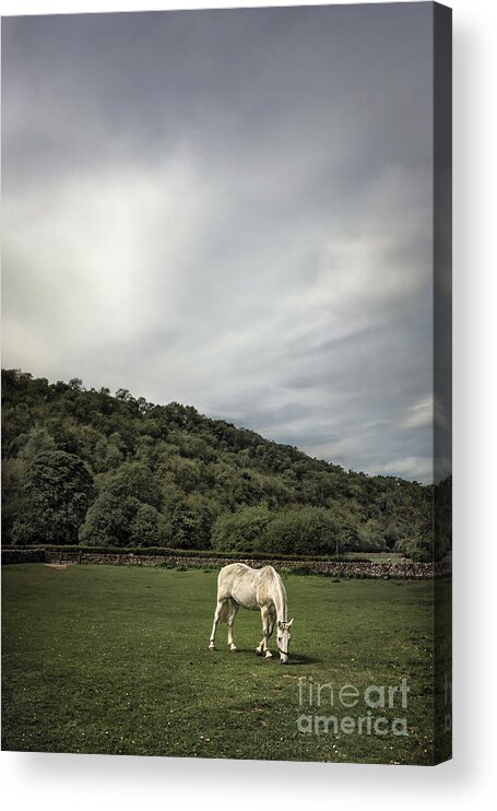 Animal Acrylic Print featuring the photograph Pleasant Valley Sunday by Evelina Kremsdorf