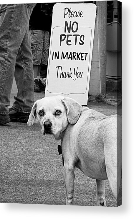Dog Acrylic Print featuring the photograph Please No Pets in Market by Mitch Spence