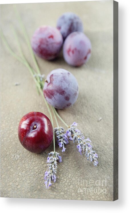 Plum Acrylic Print featuring the photograph Plums and lavender by Cindy Garber Iverson