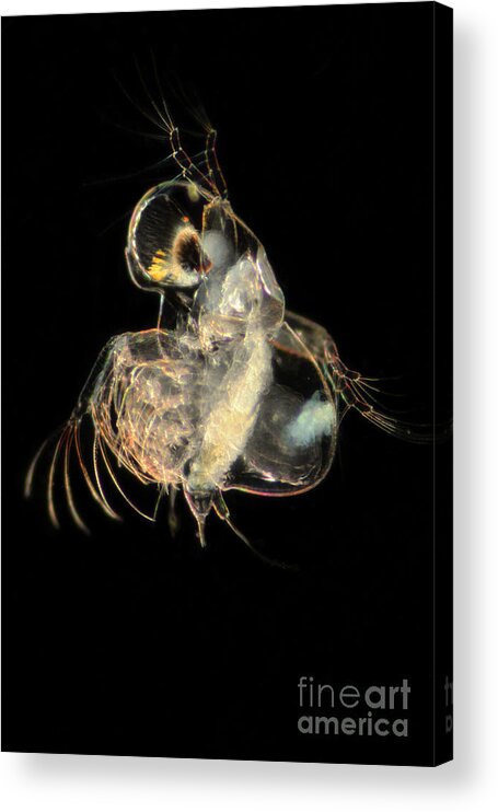 Cladocerans Acrylic Print featuring the photograph Podon Leuckarti by Thomas Fromm