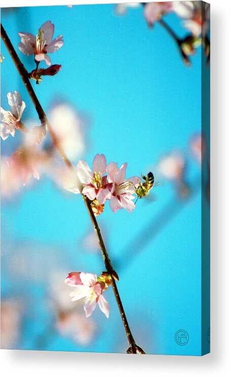 Floral Animal Wildlife Insect Acrylic Print featuring the photograph Pollination 1.05 by Helena M Langley