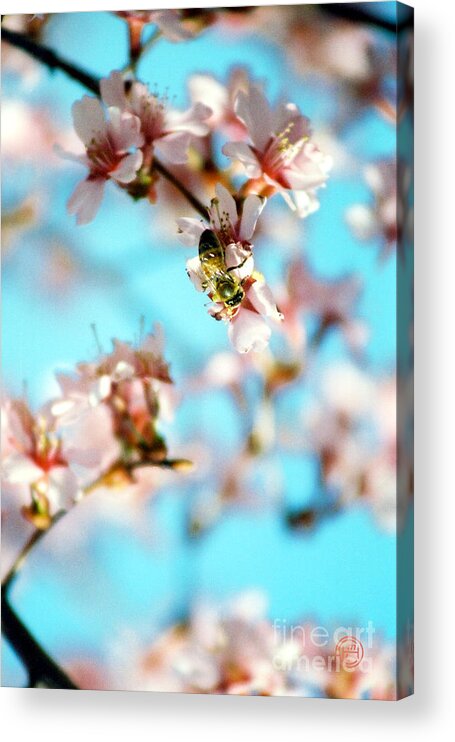 Floral Animal Wildlife Insect Acrylic Print featuring the photograph Pollination 1.07 by Helena M Langley
