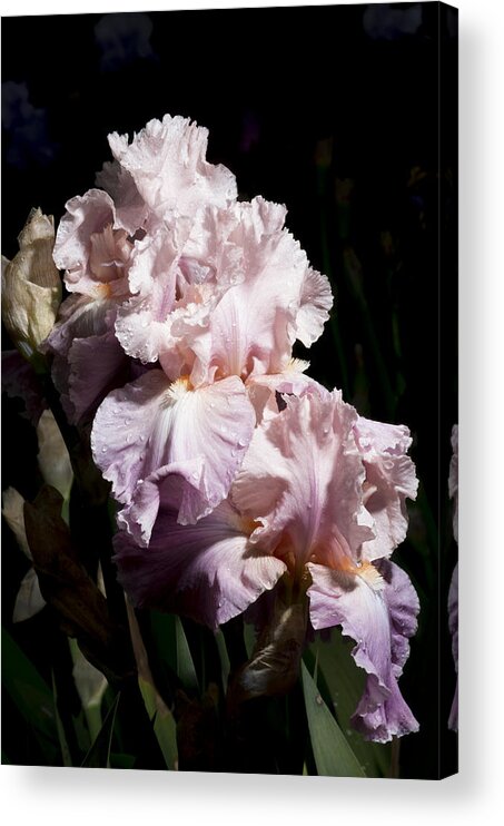 Agriculture Acrylic Print featuring the photograph Pond Lily Iris by John Trax