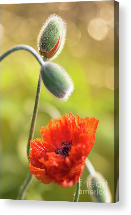 Minnesota Acrylic Print featuring the photograph Poppy Blooms by Ernesto Ruiz