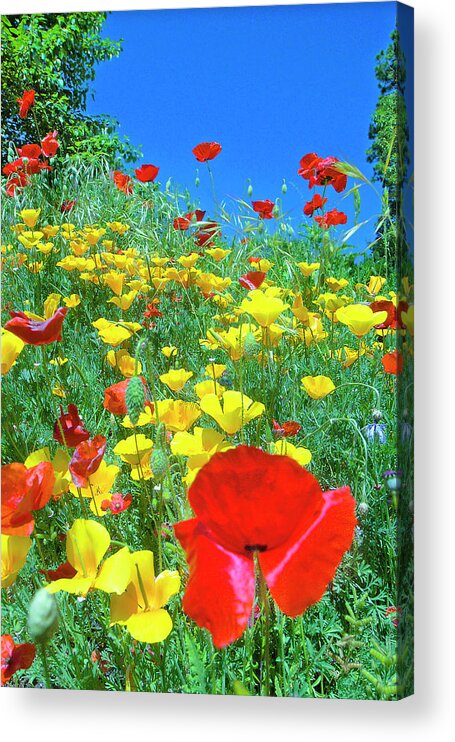 Poppy Acrylic Print featuring the photograph Poppy Hillside by Ted Keller
