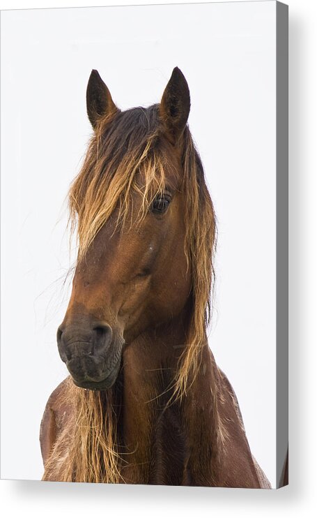 Wild Acrylic Print featuring the photograph Portrait of a Mustang by Bob Decker