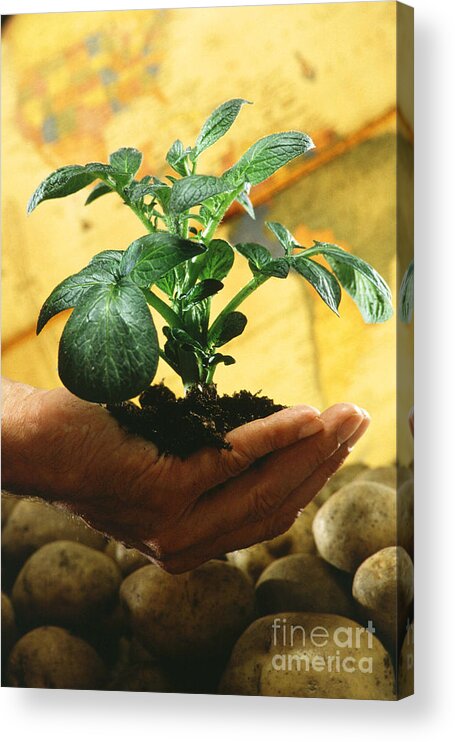 Potato Acrylic Print featuring the photograph Potato Plant by Science Source