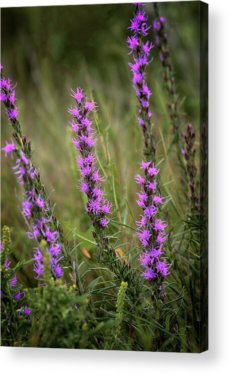 Blazing Star Acrylic Print featuring the photograph Prairie Blazing Star by Susan Rissi Tregoning