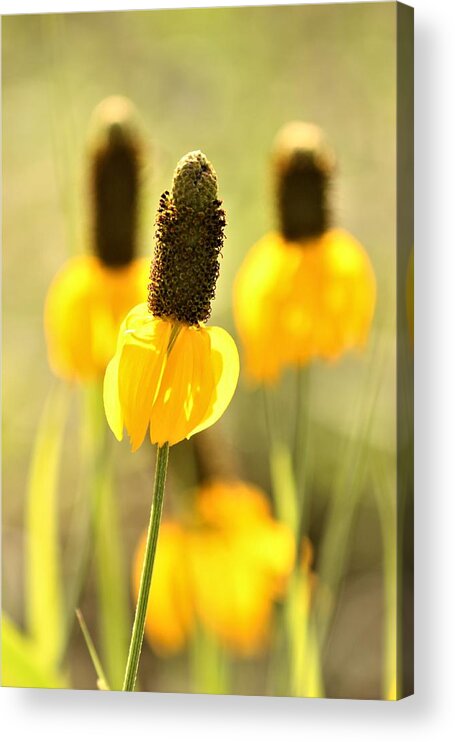 Nature Acrylic Print featuring the photograph Prairie Coneflower in Morning Light by Sheila Brown