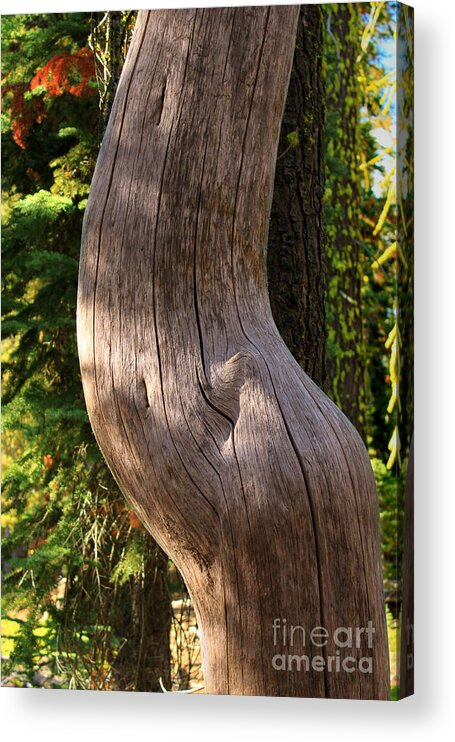 Pregnant Acrylic Print featuring the photograph Pregnant Tree by James Eddy