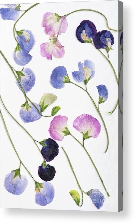 Pressed Acrylic Print featuring the photograph Pressed Sweet Peas by Tim Gainey