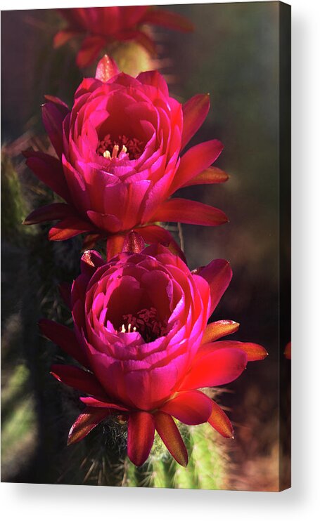 Pink Torch Cactus Flowers Acrylic Print featuring the photograph Pretty in Pink Torch Cactus by Saija Lehtonen