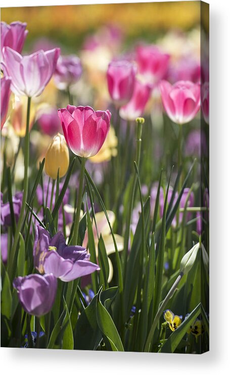 Tulips Acrylic Print featuring the photograph Pretty in Pink Tulips by Jeanne May