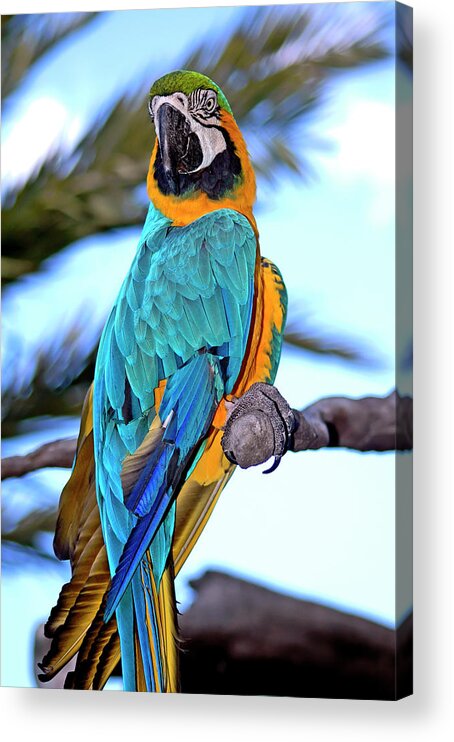 Macaw Acrylic Print featuring the photograph Pretty Parrot by Carolyn Marshall