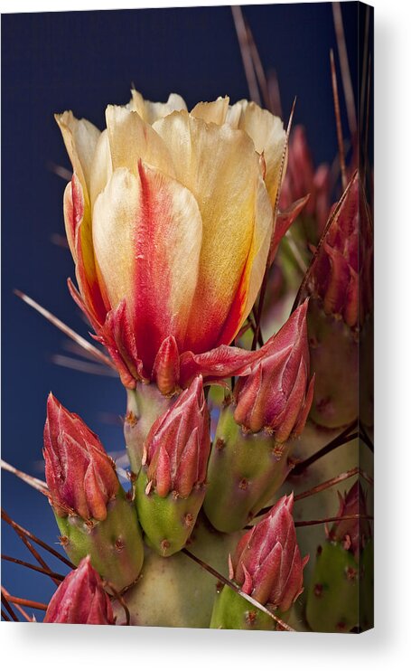 Prickly Pear Acrylic Print featuring the photograph Prickly Pear Flower by Kelley King