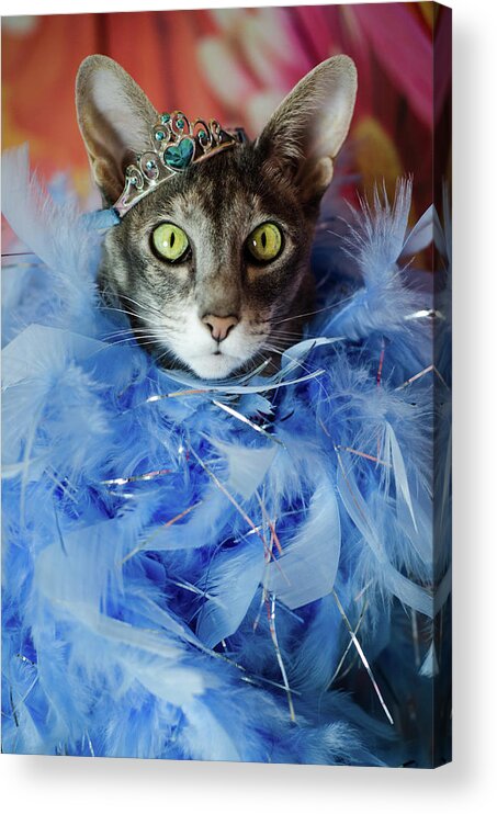 Cat Acrylic Print featuring the photograph Princess Cat by Tammy Ray