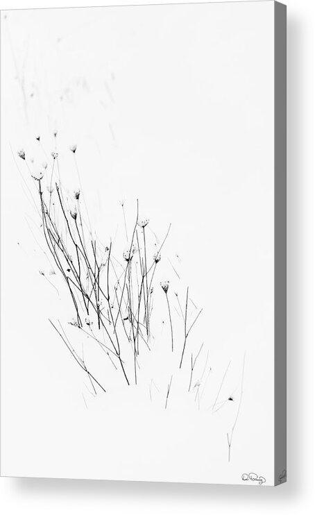 Snow; Plants; Winter; Minimalist; Bleak; Harsh; Nature; Simplicity; Cold; Frozen; Black And White; Photography; No One; Nobody; Art; Dee Browning; Dee Browning Photography; Zen; Meditative; Contemplating; Contemporary Acrylic Print featuring the photograph Procession by Dee Browning