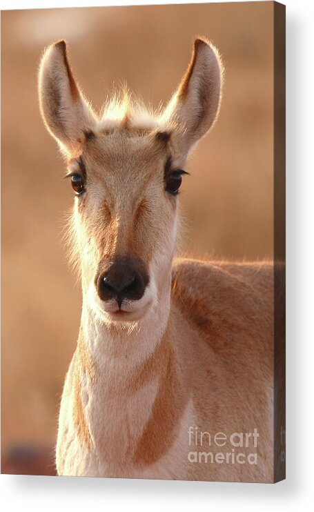Natural Acrylic Print featuring the photograph Pronghorn Antelope Doe In Soft Light by Max Allen